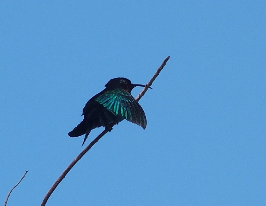 kolibri Dominica